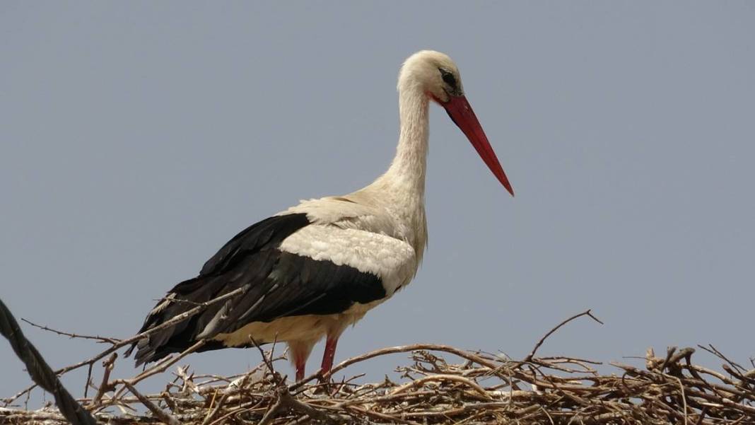 Yaren leylek ile eşi Nazlı'dan 10 gün sonra sevindiren haber! Su ve mineral kaybı ile enfeksiyon vardı 13